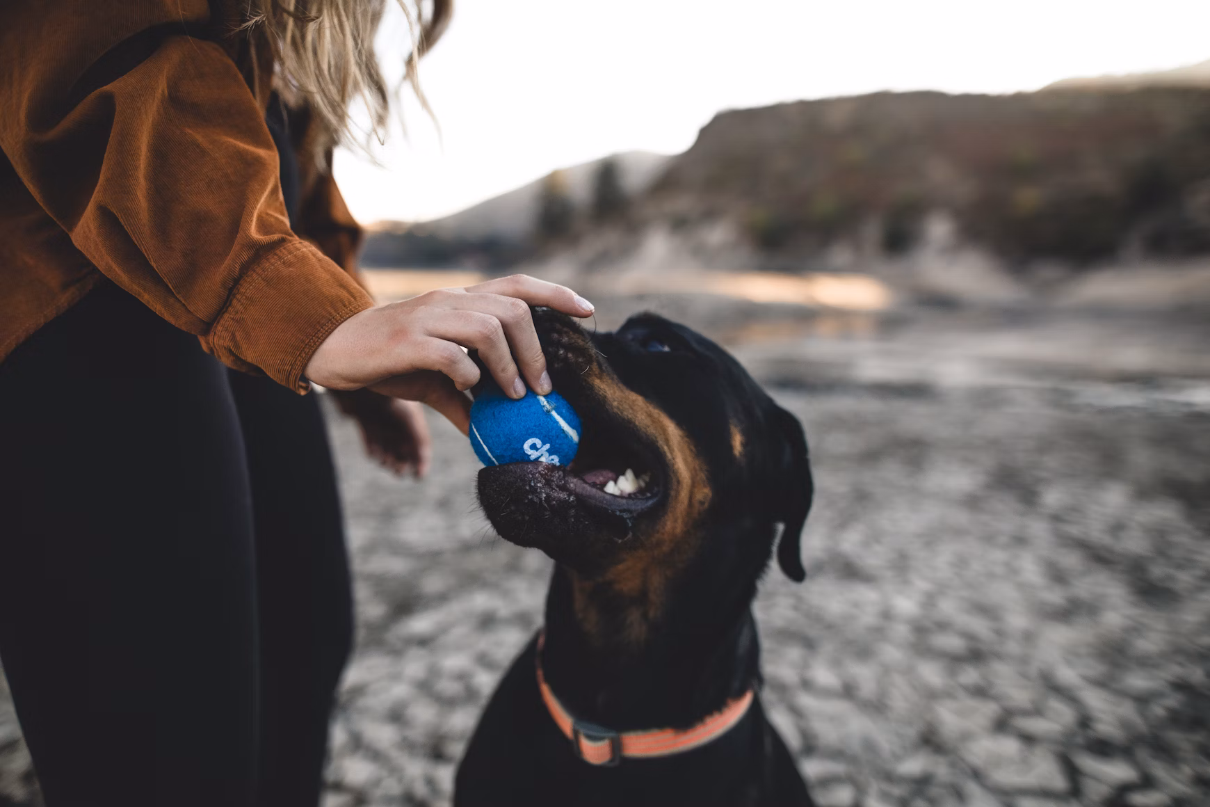 The Art of Grooming: Keeping Your Dog Looking and Feeling Great