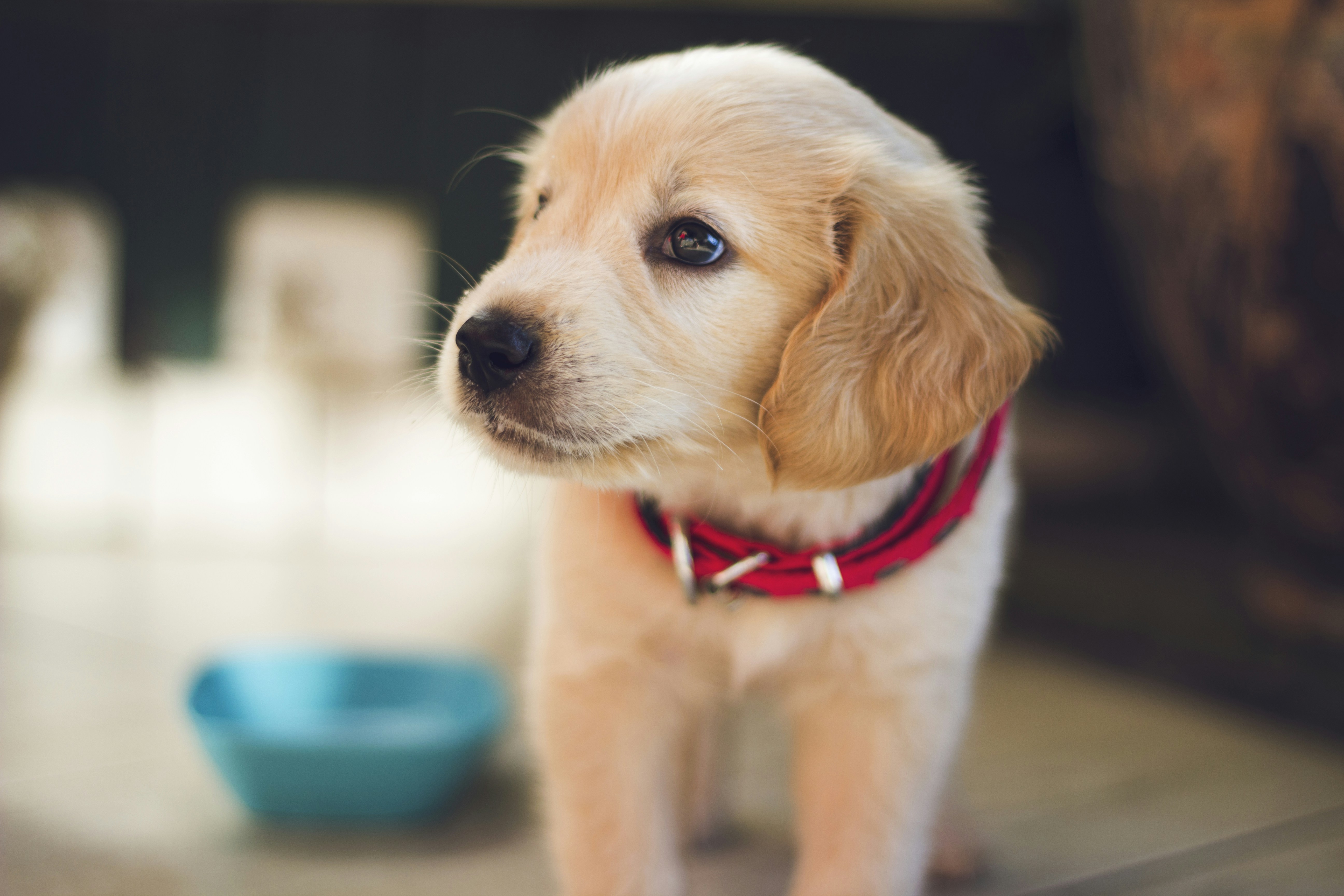 The Power of Positive Reinforcement in Dog Training